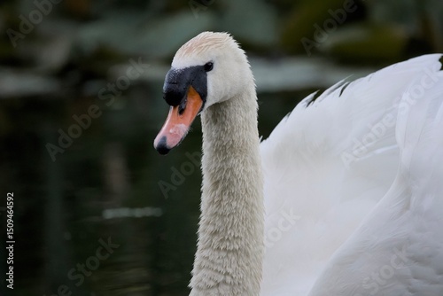 Fototapeta Naklejka Na Ścianę i Meble -  Closeup of a swan