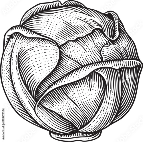 detailed black and white of a tightly formed cabbage.