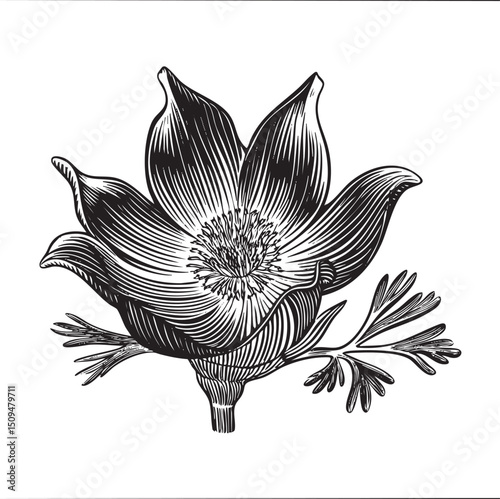 detailed black and white of a blossoming flower.