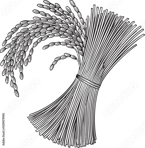 tightly bound bundle of rice stalks displays a delicate flowing .