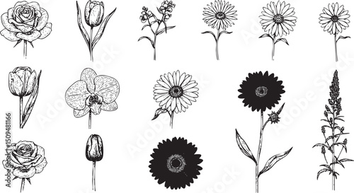 collection of various wildflowers and blossoms is depicted in a linear arrangement.