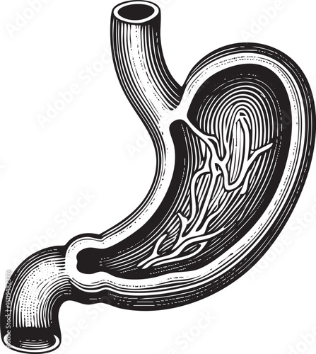 detailed showcases the internal structure of a human stomach.