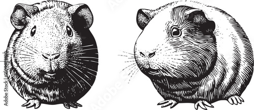 Two guinea pigs sit side-by-side in a black and white .