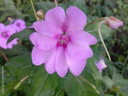 Close-up of a blooming pink Impatiens flower in a lush green garden, with dewdrops on the leaves and a soft natural background