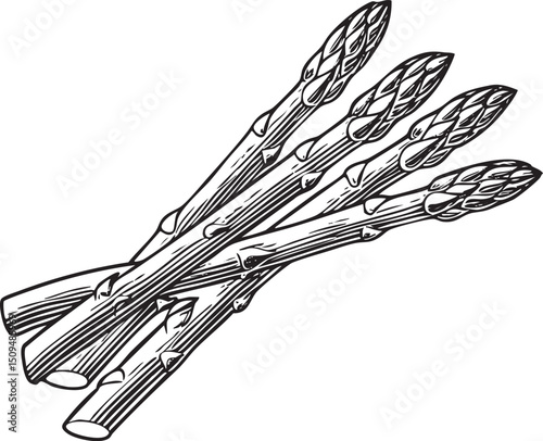bundle of vibrant asparagus spears is displayed in a linear arrangement.