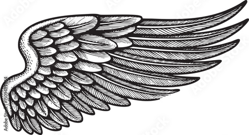 detailed black and white of a majestic wing.