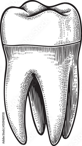 detailed black and white of a molar tooth.