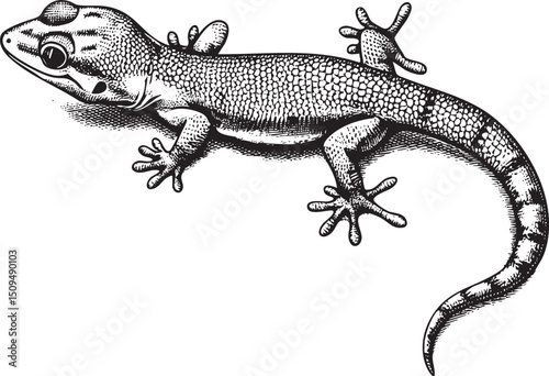 detailed black and white of a lizard resting on a surface.