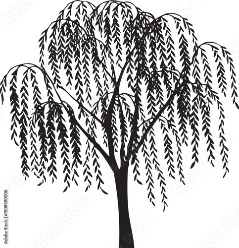 solitary willow tree gracefully displays its cascading branches.