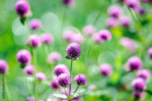 Flower (Globe Amaranth or Bachelor Button) purple or violet color Naturally beautiful flowers in the garden. photo