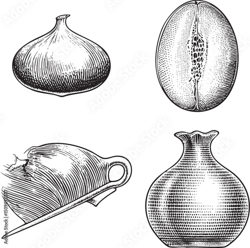 Four botanical illustrations depict various fruits and a .