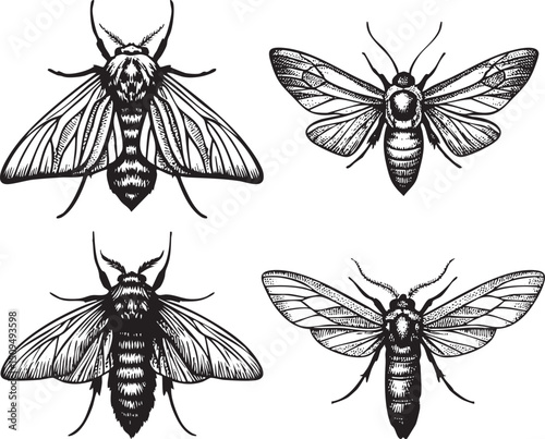 Four detailed black and white illustrations of moths in various poses.