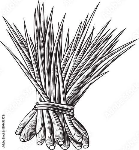 bundle of dry reeds is tightly bound with twine.