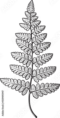 delicate fern frond gracefully extends from a slender stem.