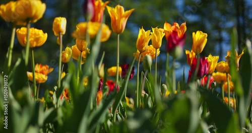 An idyllic garden scene showcasing bright yellow tulips illuminated by warm sunlight in St.Petersburg, Russia, conveying vibrancy, freshness, and natural beauty in a serene outdoor setting