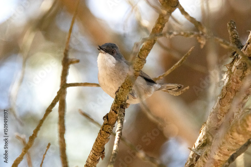 Una simpática y atractiva Currucas cabecinegra (Sylvia melanocephala)