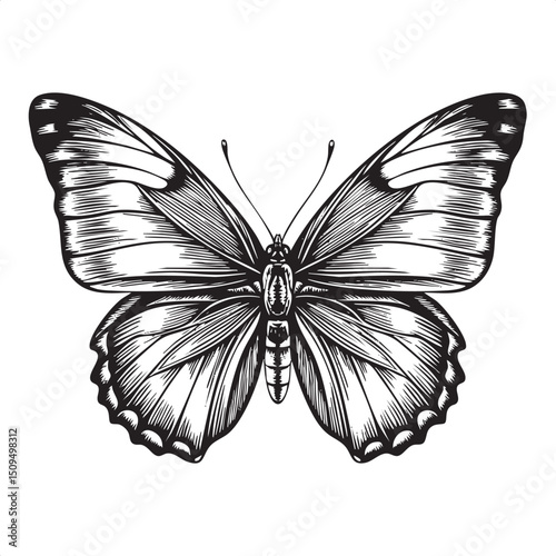 detailed black and white butterfly showcases intricate wing .
