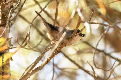 alimentándose esta hambrienta Currucas cabecinegra (Sylvia melanocephala) photo