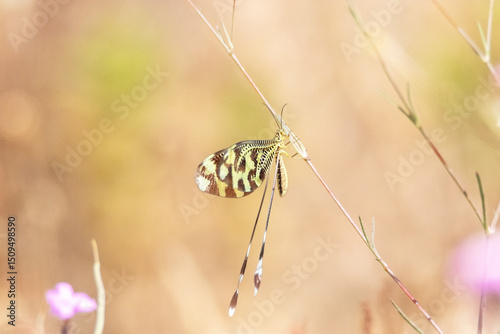 Parpares libelluloides insecto de la familia Mymeleontidae "Hormiga León adulta"
