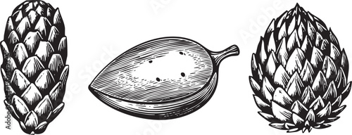 Three stylized artichoke heads are depicted in a detailed black and white engraving.