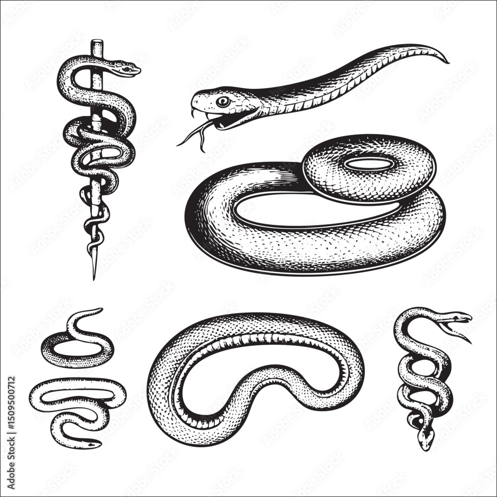 Obraz premium Four black and white snakes coil in various positions.