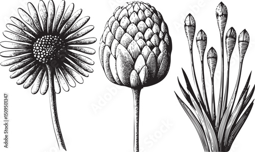 Three botanical specimens—a daisy an artichoke and a grass plant—are depicted in black and white.