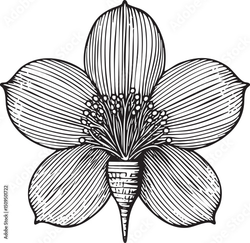 delicate flower showcases its intricate petal structure.