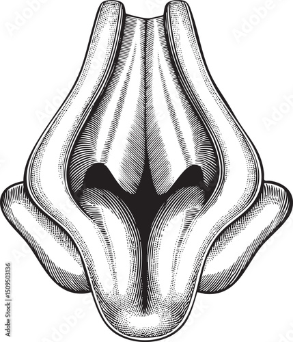 detailed black and white of a stylized flower bud opening.