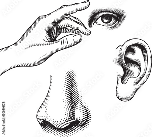 hand delicately touches a human eye nose and ear.