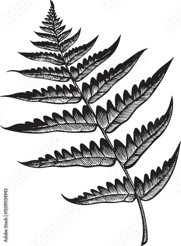 delicate fern frond gracefully unfurls against a stark white background.