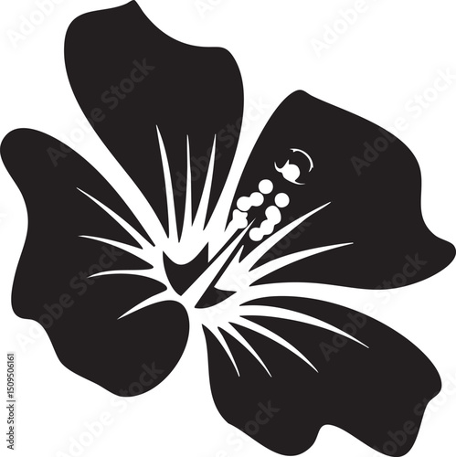 striking black hibiscus flower displays its intricate petals.