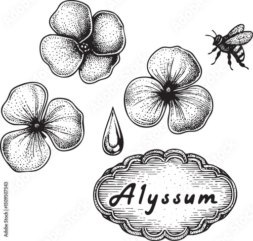 Three stylized alyssum flowers are illustrated in black and white against a neutral background with a bee hovering nearby.