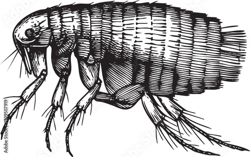detailed black and white of a flea resting on a dark surface.