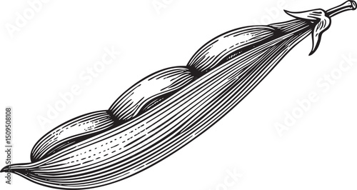 single detailed pea pod .
