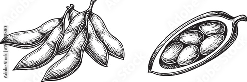 Detailed black and white of soy beans.