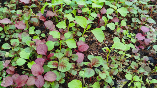 Seedings young plant Amaranthus viridis, Amaranthaceae red and Palmer Amaranth leaves vegetable fresh blooming in garden, nature food background
