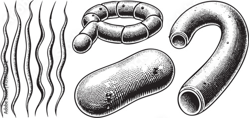 Three distinct stylized microorganisms are arranged on a white background.
