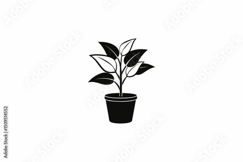 houseplant tall leaves