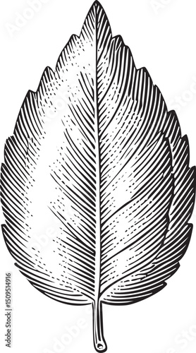 detailed black and white leaf .
