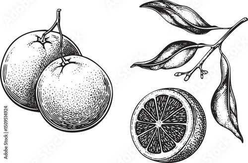 Two oranges and a sliced citrus fruit branch with leaves.