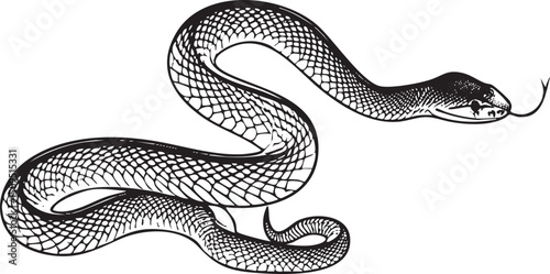 sleek black snake curves gracefully across a white background.