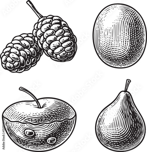 cluster of berries and a ripe fruit are displayed in a detailed black and white .