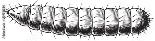 segmented caterpillar crawls along a white surface.