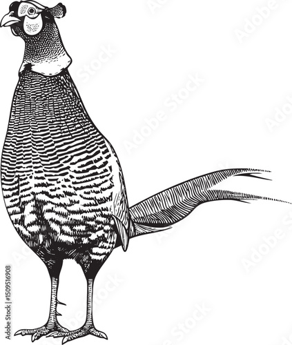 stately pheasant stands alertly in a natural setting.