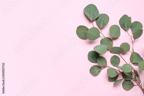 Eucalyptus branch on pink b...