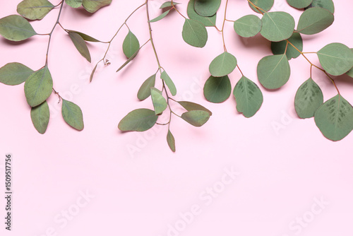 Eucalyptus branches on pink...