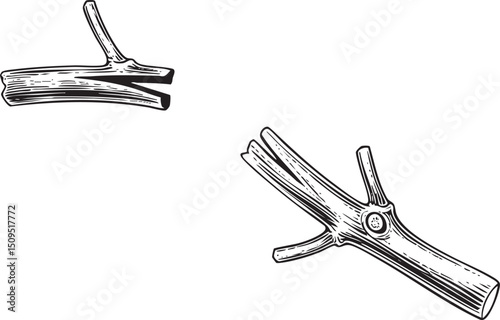 Two branches are split and rejoined demonstrating a natural connection.