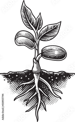 young plant emerges from the earth displaying delicate leaves and a developing seed.