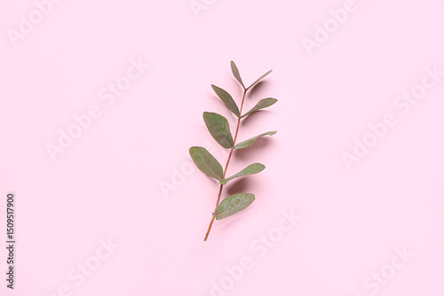 Eucalyptus branch on pink b...