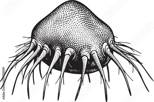 detailed black and white depicts a jellyfish with numerous tentacles.